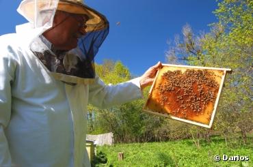 Mortalité des abeilles : l'EFSA maintient son avis sur la responsabilité des pesticides néonicotinoïdes
