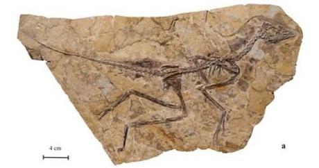 Le nouveau plus ancien oiseau du monde - Aurornis xui aurornis xui,dinosaure