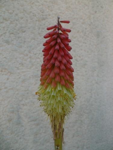 CETTE ANNEE, ILS SONT PLUS BEAUX jardin,fleurs,saisons,journal intime,société,écriture et textes brefs