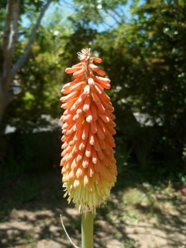 CETTE ANNEE, ILS SONT PLUS BEAUX jardin,fleurs,saisons,journal intime,société,écriture et textes brefs