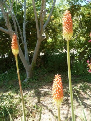 CETTE ANNEE, ILS SONT PLUS BEAUX jardin,fleurs,saisons,journal intime,société,écriture et textes brefs