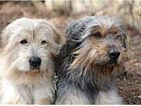Trois chiens de Corée