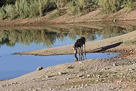 Affrique du Sud - Epupa Epupa-1 6649