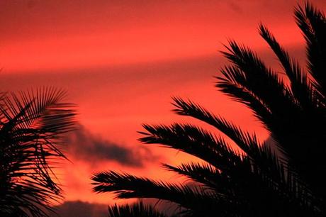 Au soleil couchant ciel-et-nature-1715.JPG