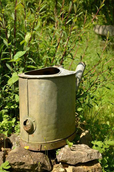 Journée de cuisine sauvage DSC_2099