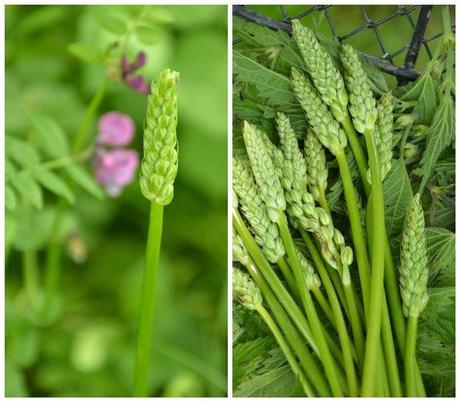 Journée de cuisine sauvage asperges