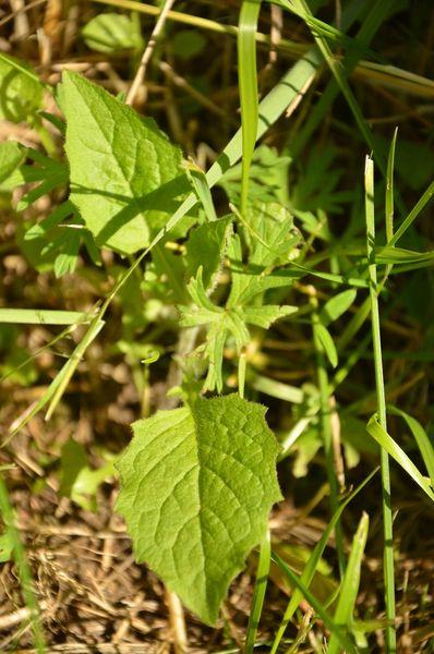 Journée de cuisine sauvage DSC_2101