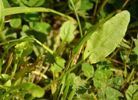 Journée de cuisine sauvage DSC_2102