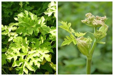 Journée de cuisine sauvage berce