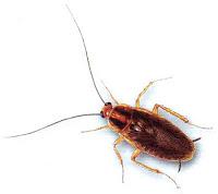 Top 5... des choses que je n'aime pas Top 5... des choses que je n'aime pas