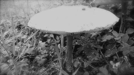 La preuve par la lépiote lépioteP1370221