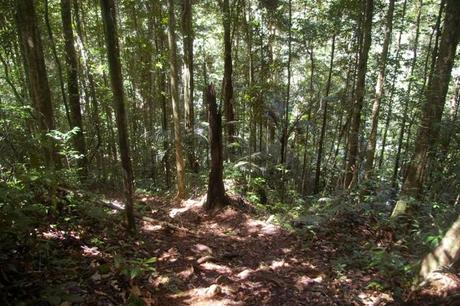 Montagne des Singes en Guyane, randonnée IMGP4567 Guyane Sentier de Montagne des Singes