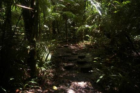 IMGP4615 Guyane Sentier de Montagne des Singes
