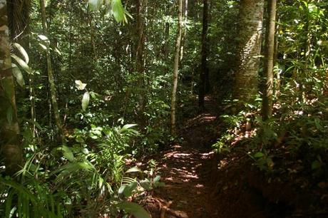 IMGP4527 Guyane Sentier de Montagne des Singes