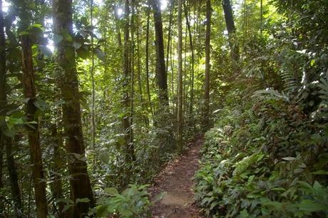 IMGP4560 Guyane Sentier de Montagne des Singes