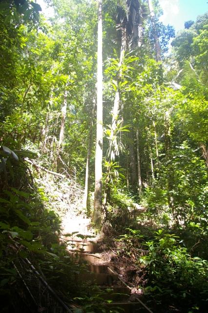 IMGP4552 Guyane Sentier de Montagne des Singes