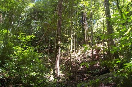 IMGP4553 Guyane Sentier de Montagne des Singes