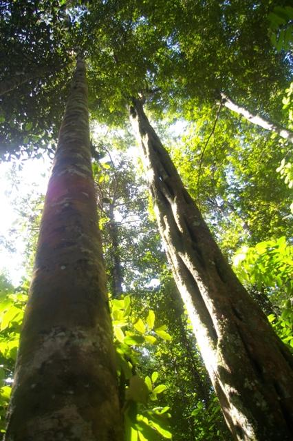 Montagne des Singes en Guyane, randonnée IMGP4562 Guyane Sentier de Montagne des Singes