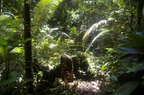 Montagne des Singes en Guyane, randonnée IMGP4576 Guyane Sentier de Montagne des Singes