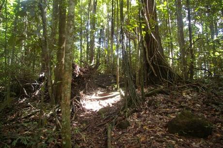 Montagne des Singes en Guyane, randonnée IMGP4566 Guyane Sentier de Montagne des Singes