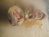 roulade de dinde chèvre, miel dscf2754.jpg