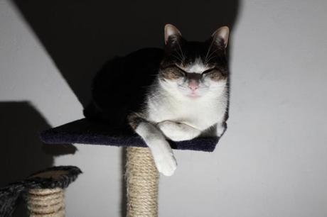 Le premier bar à chats parisien Le premier bar à chats parisien