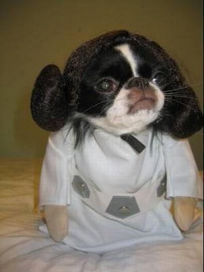 Star Wars Episode VII : tournage prévu début 2014 crazy_fun_laughing_cool_images_of_star_wars_pets_17