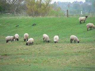 Escales gourmandes... la baie du Mont Saint Michel Escales gourmandes... la baie du Mont Saint Michel