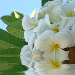 Idées sucrées pour parfums d’été Parfum au monoÏ