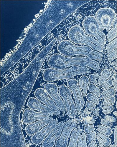 diatomées Laure Albin Guillot, la photographie et l’Histoire