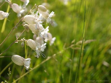 CURIOSITE : les fleurs à 