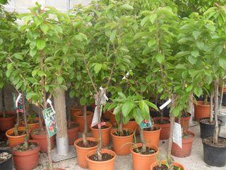 FDP-arbres FDP-arbres