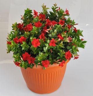 FDP-dipladénia FDP-dipladénia