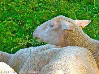 Séquence bucolique Séquence bucolique