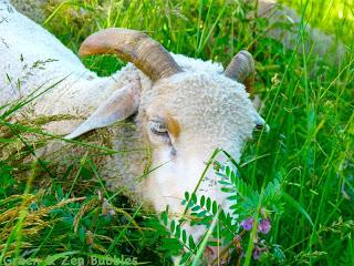 Séquence bucolique Séquence bucolique