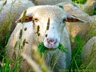 Séquence bucolique Séquence bucolique