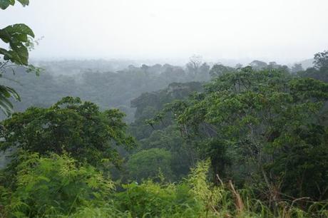 IMGP3968 Cacao Guyane