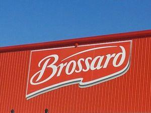 Quand les lionnes visitent la savane brossard