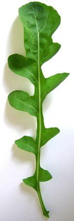 Lundi végétarien: pesto de roquette Roquette