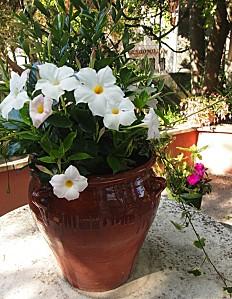 Dans un écrin de verdure, Les Florêts Diapositive10-copie-3.jpg