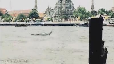 Le monstre du Loch Ness visite le Chao Phraya [HD]