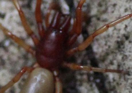 Dysdera araignée rec18 juin 2013 003.jpg