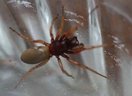 Dysdera dysdera 18 juin 2013 001.jpg