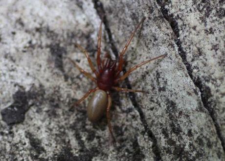 Dysdera dysdera 18 juin 2013 003.jpg