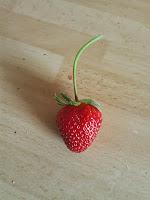 Petite, ronde, rouge et charnue, c'est la fraise bien entendu