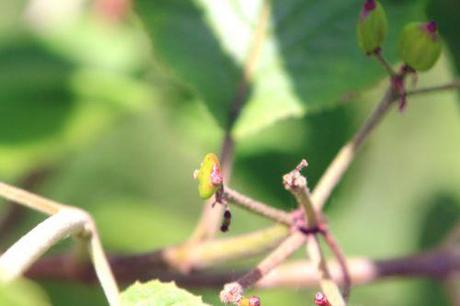 d viburnum lantana romi 17 juin 2013 001.jpg