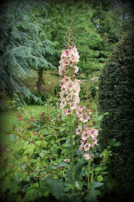 Baume au coeur... Baume au coeur...