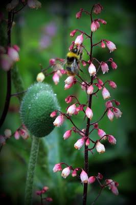 Baume au coeur... Baume au coeur...