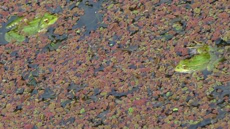 Quelques animaux du marais marais P1370362