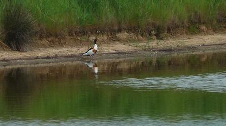 Quelques animaux du marais marais P1370377